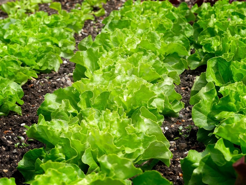 Vegetable Patch