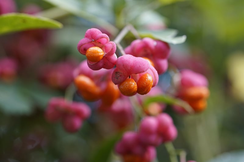 Fruit Trees