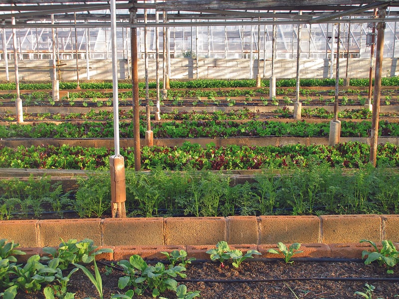 Urban Farming
